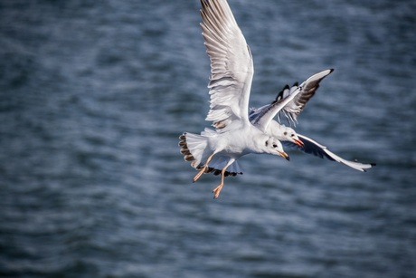 Zeemeeuw(en) op de boot naar Texel