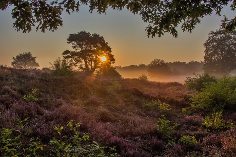 Vroeg op de hei