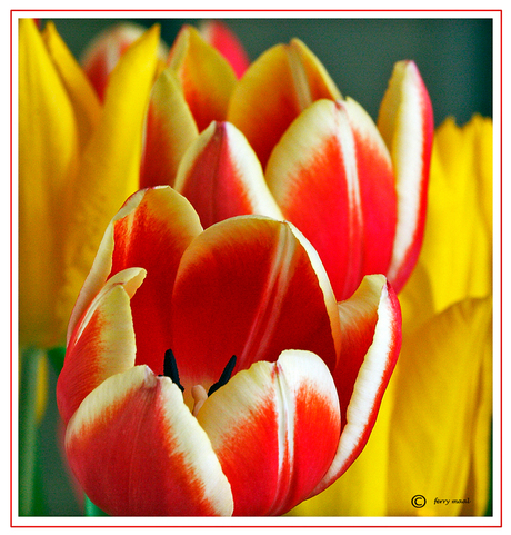 tulpen