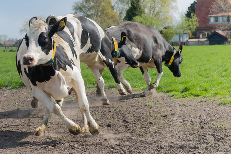 happy dutch cows