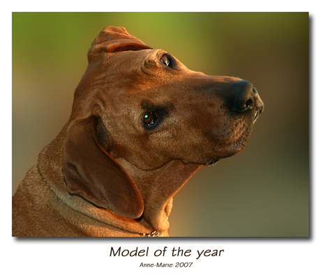 Model of the year