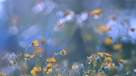 Buttercups.......