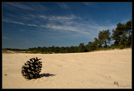 Loonse & Drunense Duinen