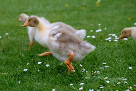 Gans kuiken trekt sprintje