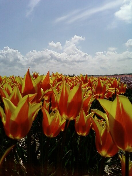 Tulpen