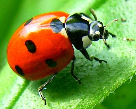 Coccinella septempuntata