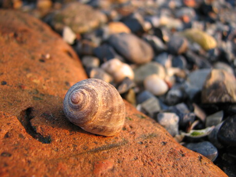 schelp in de avondzon