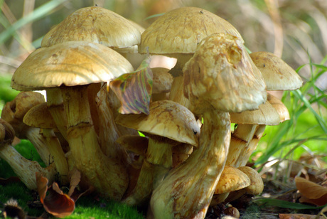 Groepje paddestoelen in het bos