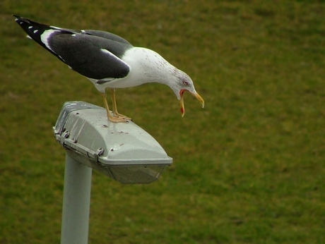 Kleine Mantelmeeuw