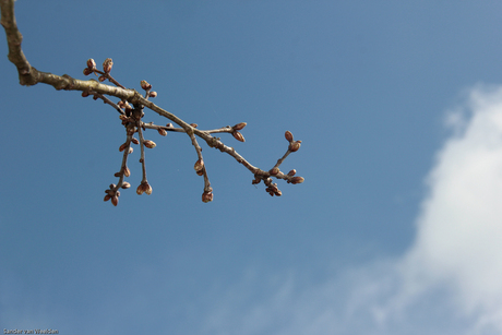 Lente komt eraan!