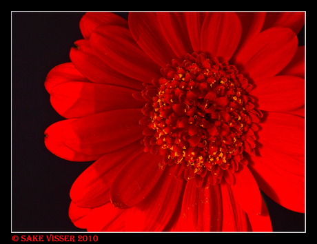 Gerbera