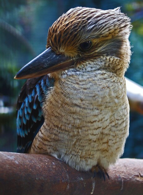 Kookaburra 2