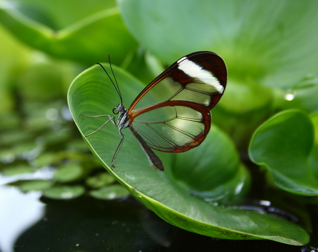 Glasvleugel vlinder