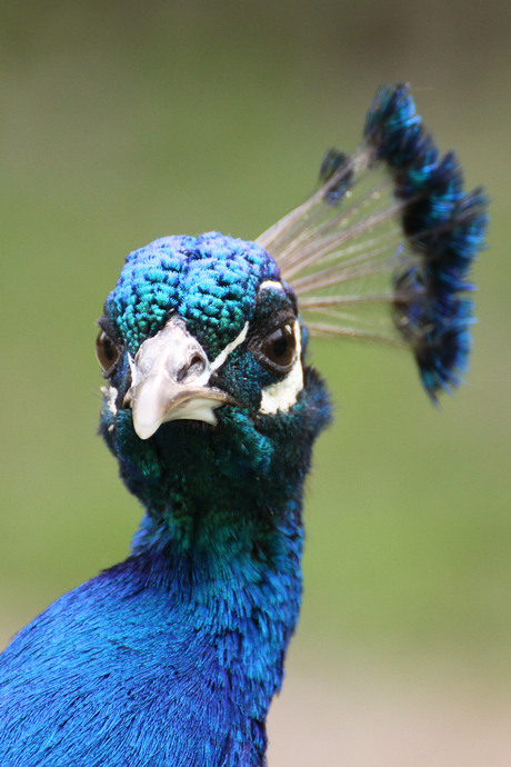 Peacefulness Peacock ?