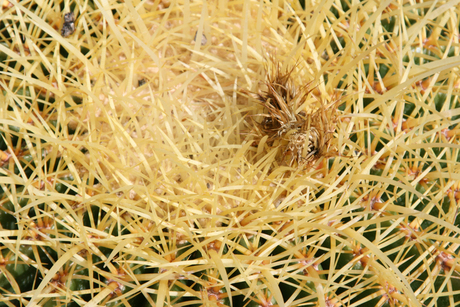 Tenerife - Cactus