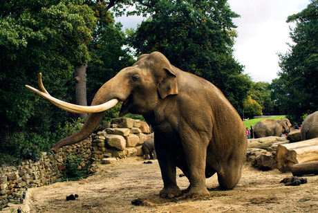 De grootste olifant Dierentuin Emmen