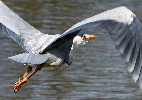 glimlach van blauwe reiger