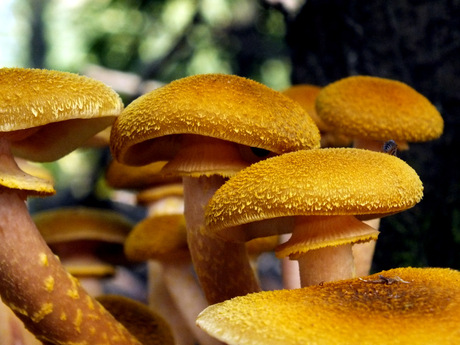 Honingzwammen ( Armillaria mellea )