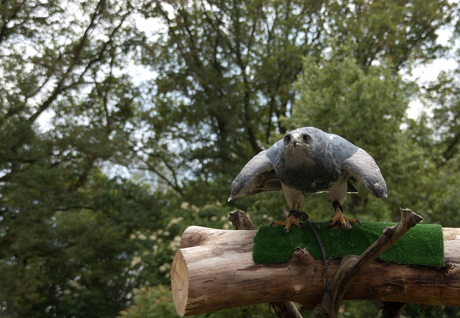 Roofvogelsshow 1