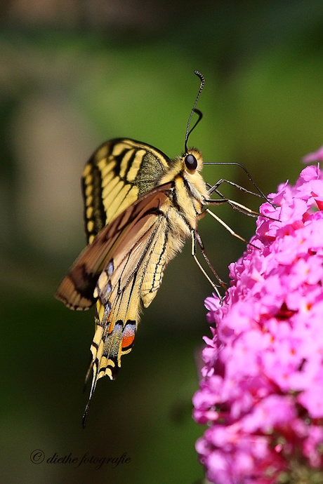 koninginnenpage (Papilio machaon)