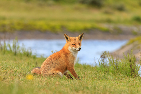 vosje in de AWD