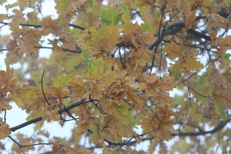 Herfstbladeren