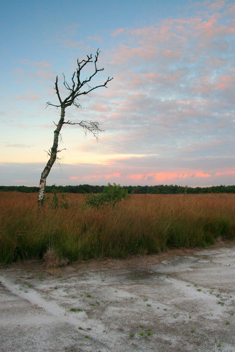 lonely tree