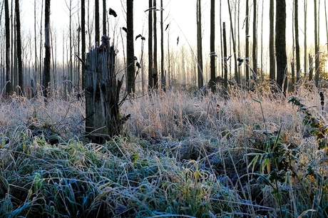 Winterochtend