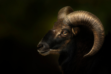 Mouflon