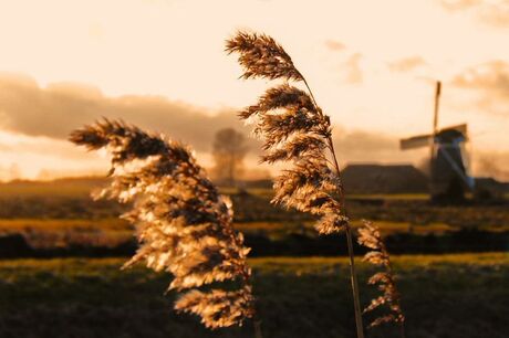 Gronings riet