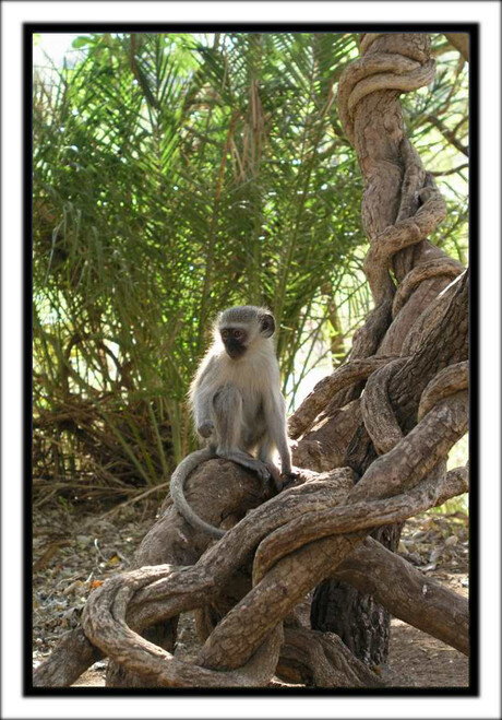 Vervet Monkey