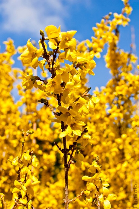 geel forsythia