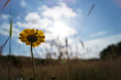 Lonely flower