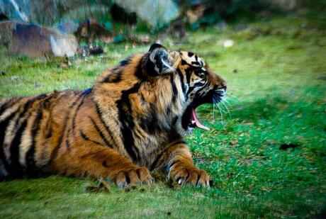 Burgers Zoo Tijger