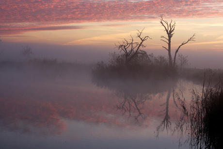 ochtend mist