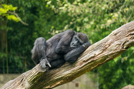 slapende gorilla