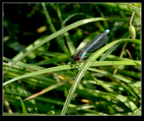 Grote Roodoogjuffer - Erythromma najas