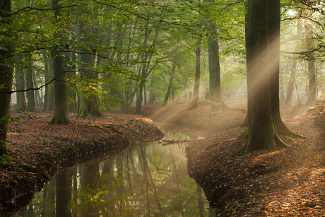 Herfstbeek