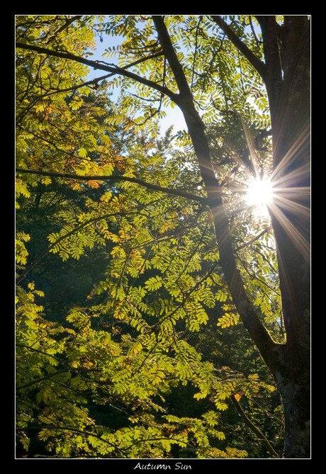 Autumn Sun