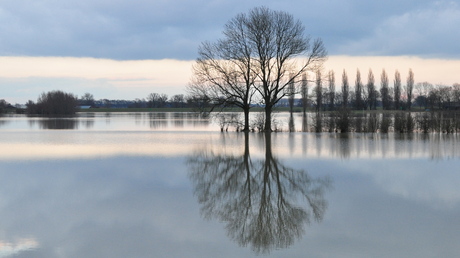 Hoog water langs de IJssel, 9 februari 2013