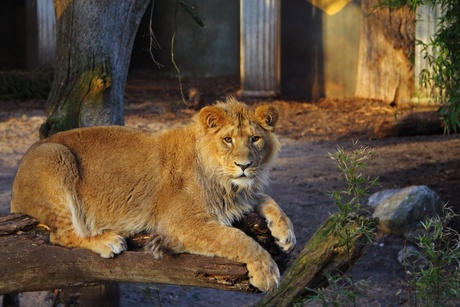 Leeuw in Blijdorp