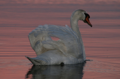 Zwaan in avondlicht