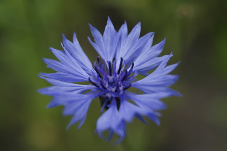 Korenbloempje blauw