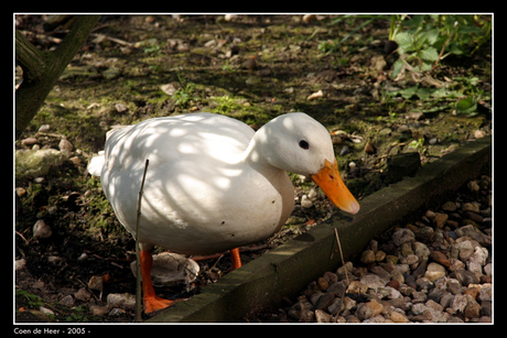 Adorable Duck