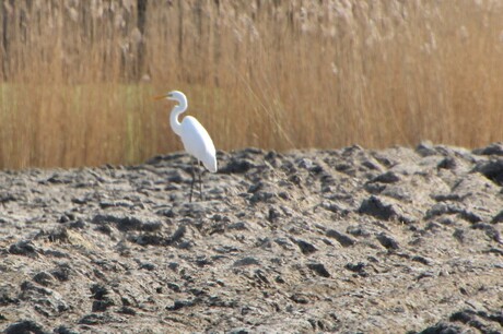 zilver reiger