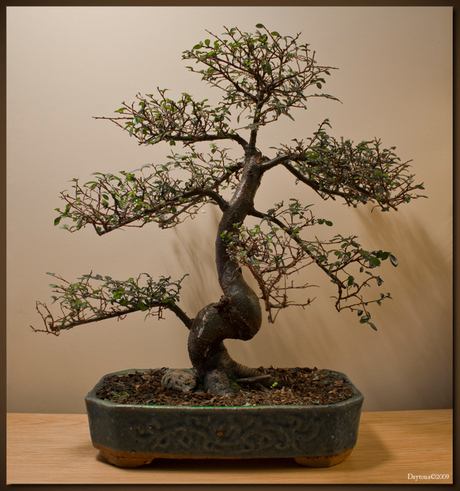 Bonsai 6