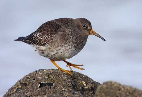 Paarse Strandloper