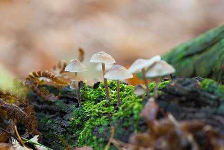 paddestoelen