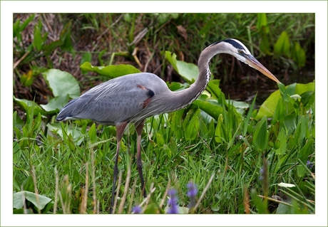 Amerikaanse blauwe reiger