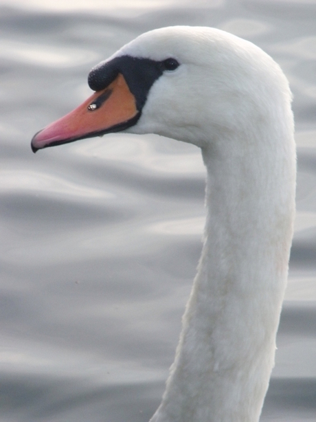 Zwaan close-up.